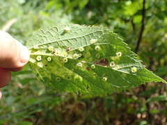 Pachypsylla celtidisasterisca