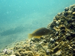 Pseudolabrus eoethinus