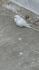 Melopsittacus undulatus domesticus