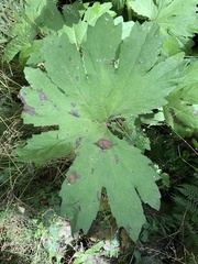 Petasites frigidus
