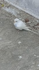 Melopsittacus undulatus domesticus