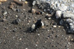 Dasymutilla sackenii