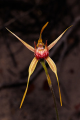 Caladenia pectinata