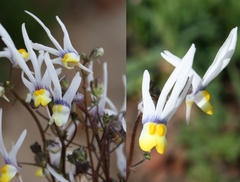 Nemesia cheiranthus