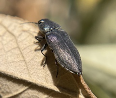 Melanophila