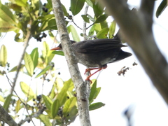 Turdus aurantius