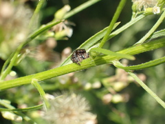 Phidippus audax