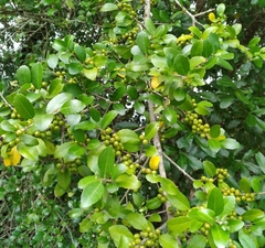 Gyropsylla ilecis