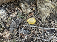 Agaricineae