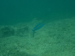 Caesio caerulaurea