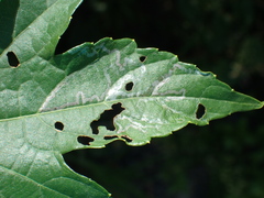 Phyllocnistis vitegenella