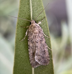 Spodoptera exigua