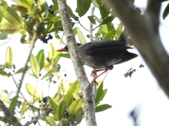 Turdus aurantius