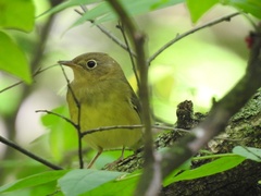 Oporornis agilis