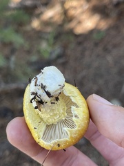 Agaricineae