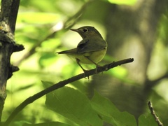 Oporornis agilis