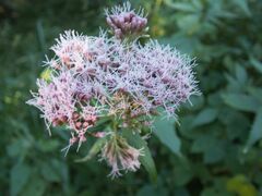 Natrix astreptophora