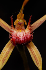 Caladenia pectinata