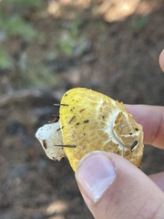 Agaricineae