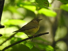 Oporornis agilis