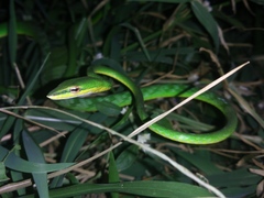 Ahaetulla mycterizans