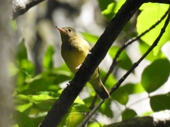 Oporornis agilis