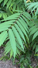 Rhus typhina