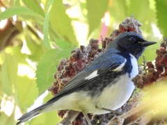 Setophaga caerulescens