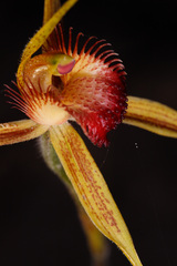 Caladenia pectinata