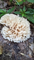 Sparassis spathulata