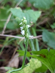 Spiranthes ovalis erostellata