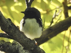 Setophaga caerulescens