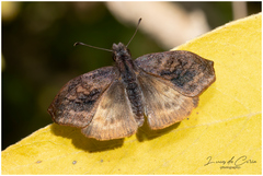 Theagenes dichrous
