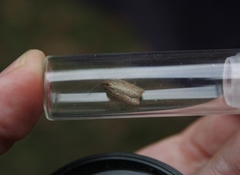 Acleris sparsana