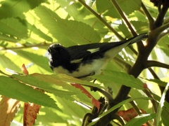 Setophaga caerulescens