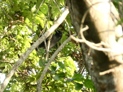 Corvus jamaicensis