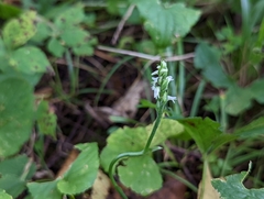 Spiranthes ovalis erostellata