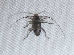 Hyperplatys maculatus