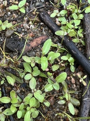 Ludwigia palustris