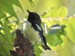 Setophaga caerulescens