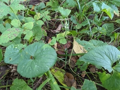 Spiranthes ovalis erostellata