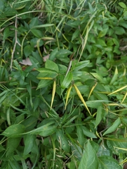 Vincetoxicum rossicum