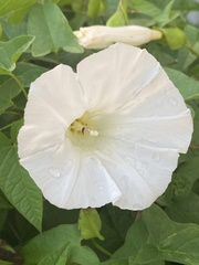 Calystegia silvatica