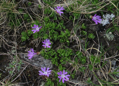 Primula minima