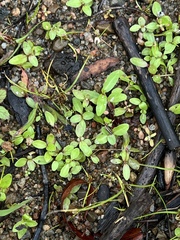 Ludwigia palustris