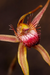Caladenia pectinata