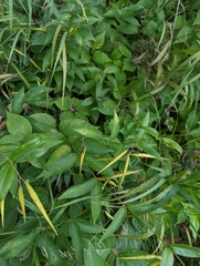 Vincetoxicum rossicum