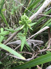 Pedicularis lanceolata