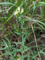 Brickellia eupatorioides