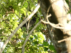 Corvus jamaicensis